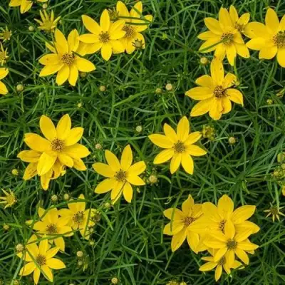 Кореопсис мутовчатый в Полоцке