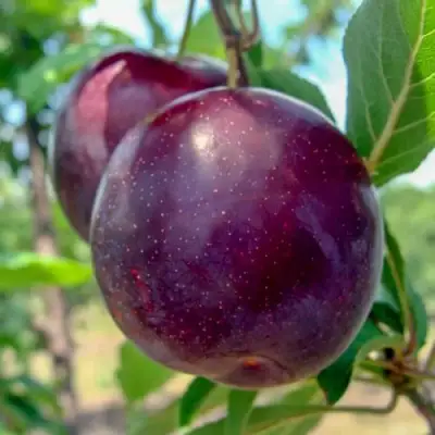 Слива АНЖЕЛИНО в Полоцке