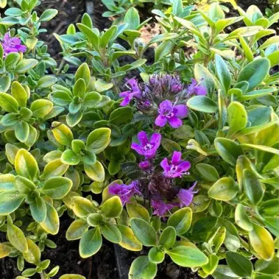 Тимьян АРЧЕРЗ ГОЛД в Полоцке