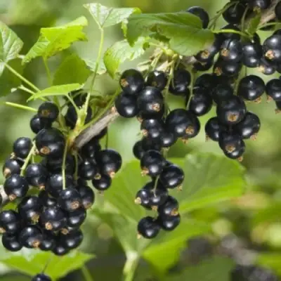 Смородина черная БЕН КОНАН в Полоцке