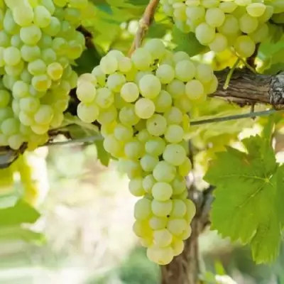 Виноград КИШМИШ МУСКАТНЫЙ в Полоцке