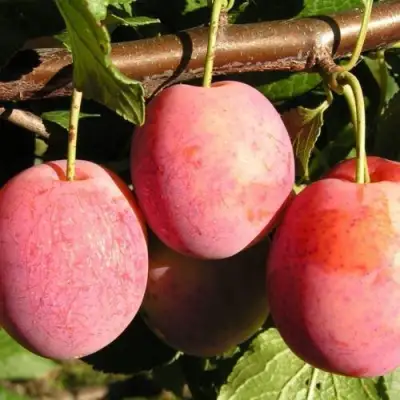 Слива ВИКТОРИЯ в Полоцке