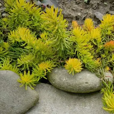 Очиток (седум) АНГЕЛИНА оттогнутый в Полоцке