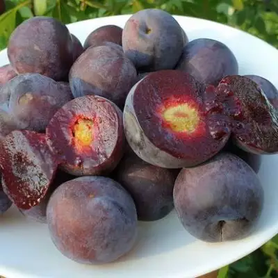 Сливово-вишневый гибрид МЕЙНОР в Полоцке