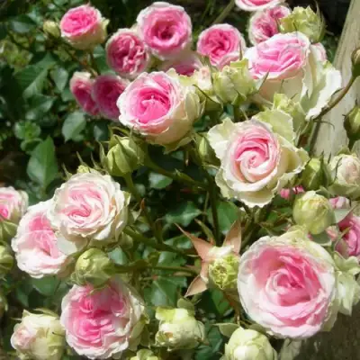 Роза МИМИ ЭДЕН спрей в Полоцке