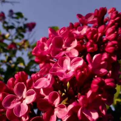 Сирень КРАСНАЯ МОСКВА в Полоцке