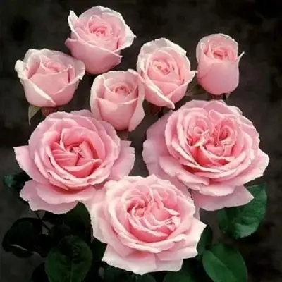 Роза ФРЕДЕРИК МИСТРАЛЬ чайно-гибридная в Полоцке