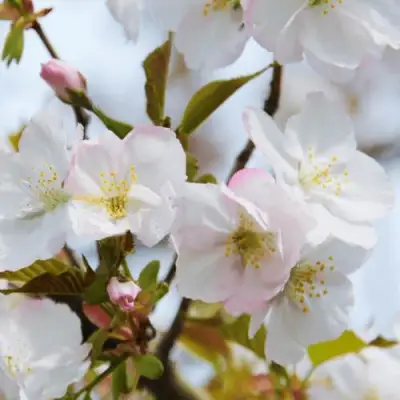 Вишня ОКАМЕ в Полоцке