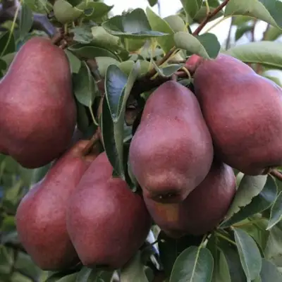 Груша РЕД ВИЛЬЯМС в Полоцке