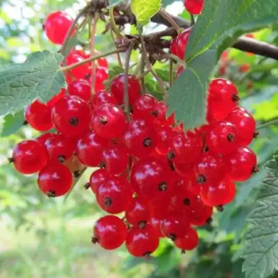 Смородина красная КРАСНАЯ АНДРЕЙЧЕНКО в Полоцке