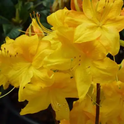 Азалия ЛИМЕТТА листопадная в Полоцке