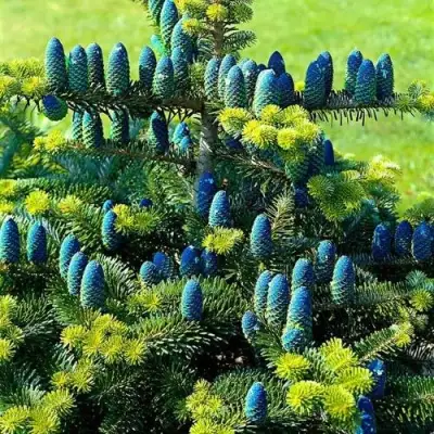 Пихта корейская  в Полоцке