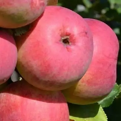 Яблоня ВЭМ-РОЗОВЫЙ в Полоцке