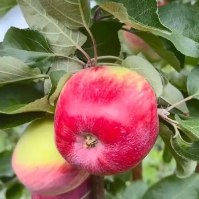 Яблоня АРБАТ колонновидная в Полоцке