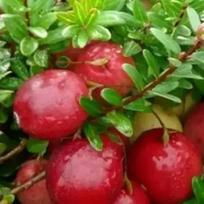 Клюква ХОЛЬШТАЙН в Полоцке