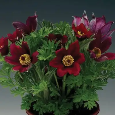 Прострел ПИНВИЛ РЕД ШЕЙДЕС в Полоцке