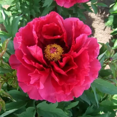 Пион КРАСНЫЙ ГИГАНТ древовидный в Полоцке