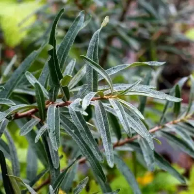 Облепиха АДАМ (МУЖСКАЯ) в Полоцке