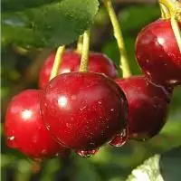 Дюк ПРЕВОСХОДНАЯ ВЕНЬЯМИНОВА в Полоцке