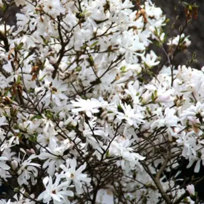 Магнолия СТЕЛЛАТА в Полоцке