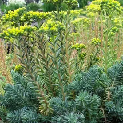 Очиток (седум) отогнутый в Полоцке