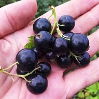 Смородина чёрная ГЕРКУЛЕС в Полоцке