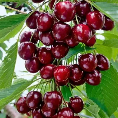 Черешня ХЕЛЕНА колоновидная в Полоцке