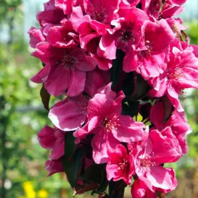 Яблоня МАЛИНОВОЕ ОЖЕРЕЛЬЕ колонновидная в Полоцке