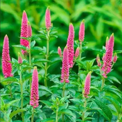 Вероника РОНИКА ФУКСИЯ в Полоцке