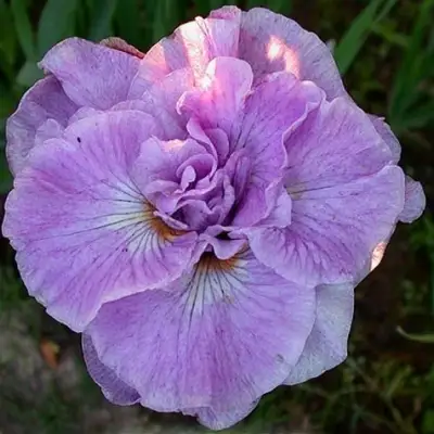 Ирис ИМПЕРИАЛ ОПАЛ сибирский в Полоцке