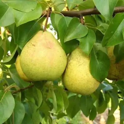 Груша ВЕЛИКАЯ ЛЕТНЯЯ (БОЛЬШАЯ ЛЕТНЯЯ) в Полоцке