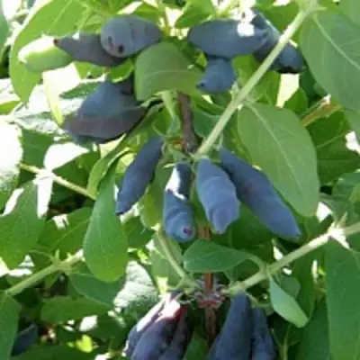 Жимолость съедобная НИМФА (ГАММА) в Полоцке