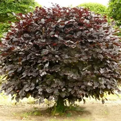 Бук лесной АТРОПУНИЦЕА в Полоцке