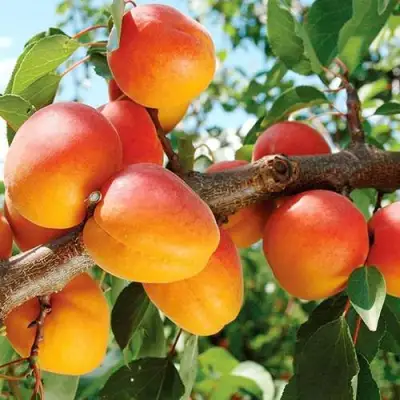 Абрикос ТРИУМФ СЕВЕРНЫЙ в Полоцке