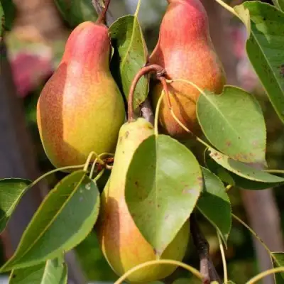 Груша РУССКАЯ КРАСАВИЦА (КРАСАВИЦА ЧЕРНЕНКО) в Полоцке