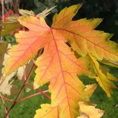 Клен серебристый в Полоцке