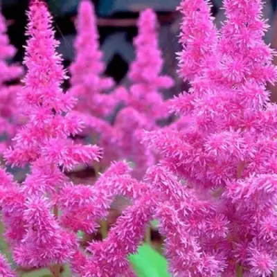 Астильба АМЕТИСТ Арендса в Полоцке