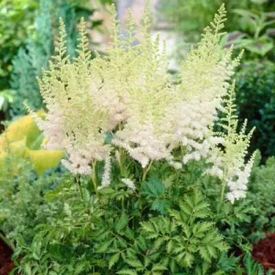 Астильба МИЛК ЭНД ХАНИ китайская в Полоцке