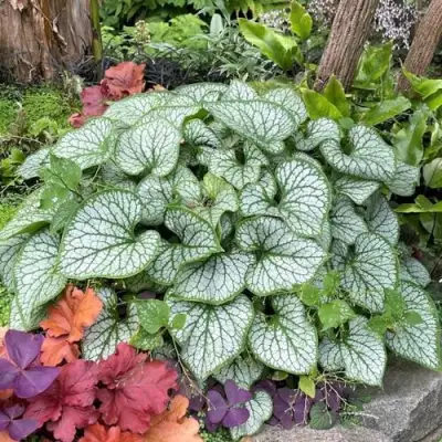 Бруннера ДЖЭК ФРОСТ в Полоцке