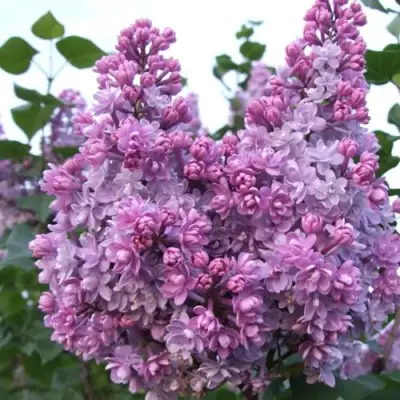 Сирень КОЛХОЗНИЦА в Полоцке