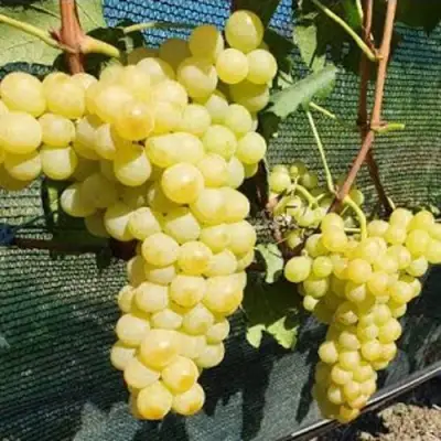 Виноград КИШМИШ ЗОЛОТЦЕ в Полоцке