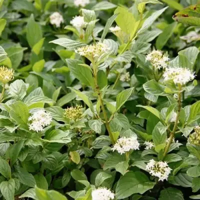 Дерен ФЛАВИРАМЕА отпрысковый в Полоцке