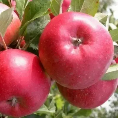 Яблоня ПОСПЕХ в Полоцке