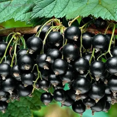 Смородина черная БЕН КОНАН в Полоцке