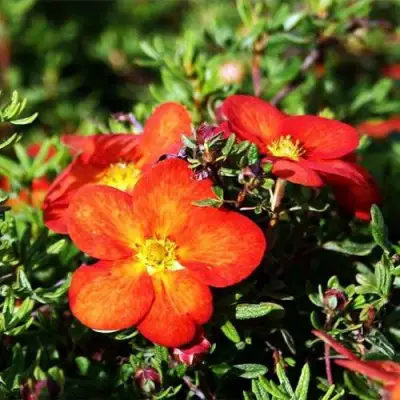 Лапчатка РЕД АЙС кустарниковая в Полоцке