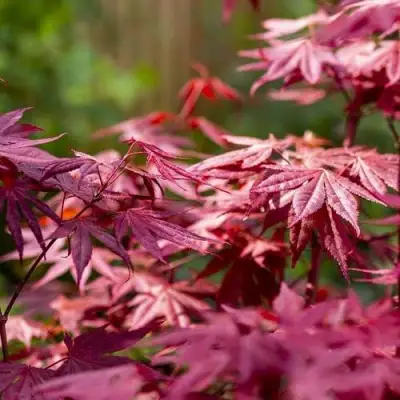 Клен дланевидный АТРОПУРПУРЕУМ в Полоцке