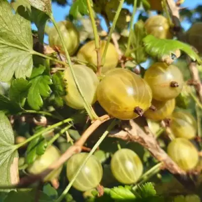 Крыжовник БЕЛОРУCСКИЙ САХАРНЫЙ 2 в Полоцке