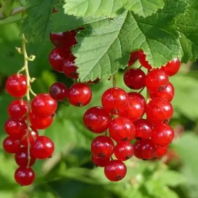 Смородина красная РОНДОМ в Полоцке