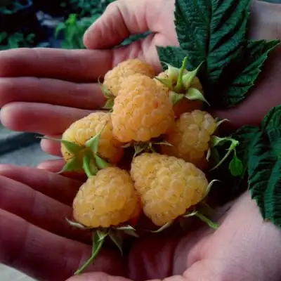 Малина ЗЮГАНА ЗОЛОТАЯ в Полоцке