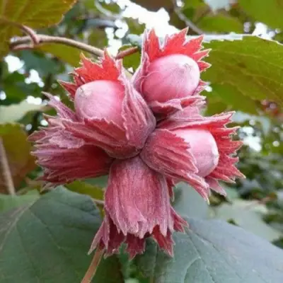 Фундук СКАРЛЕТТ в Полоцке